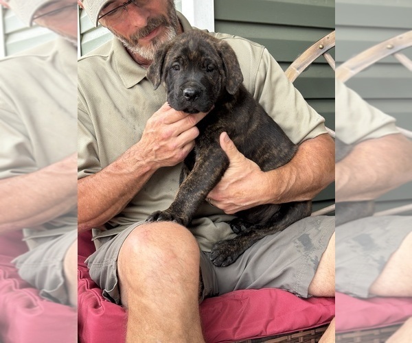 Medium Photo #8 Rotticorso Puppy For Sale in REEVESVILLE, SC, USA