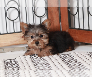 Yorkshire Terrier Puppy for sale in NAPLES, FL, USA