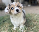 Small Photo #8 American Corgi Puppy For Sale in COLLEGE STATION, TX, USA