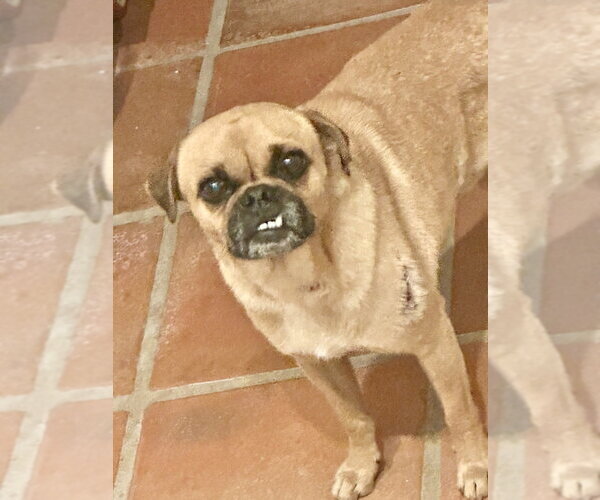 Medium Photo #3 Chug Puppy For Sale in San Diego, CA, USA