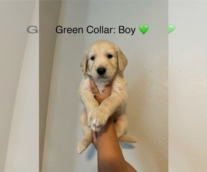 Golden Retriever Puppy for sale in FORT WORTH, TX, USA