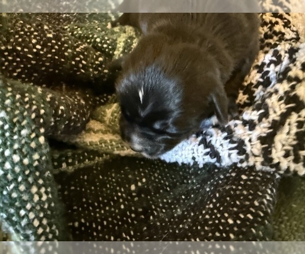 Medium Photo #15 Dachshund Puppy For Sale in DOTHAN, AL, USA