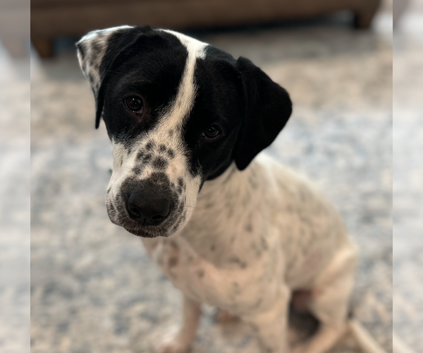 Medium Photo #4 Mutt Puppy For Sale in Decatur, GA, USA