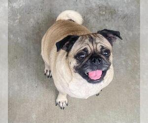 Pug Dogs for adoption in Orange, CA, USA