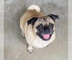 Small Pug