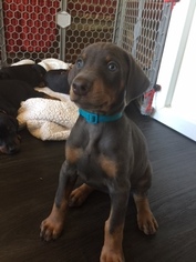 Doberman Pinscher Puppy for sale in MIDDLETOWN, NY, USA