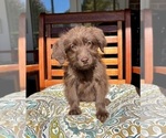Chloe - Female Labradoodle Puppy for Sale - Photo #6