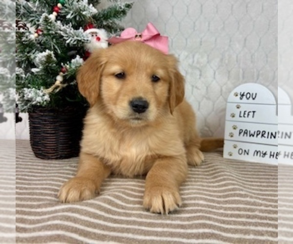 Medium Photo #4 Golden Retriever Puppy For Sale in GREENFIELD, IN, USA