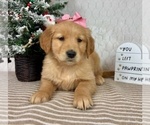 Small #3 Golden Retriever