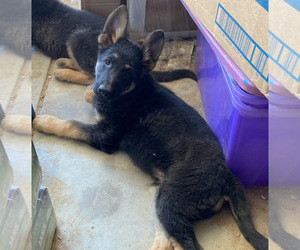 German Shepherd Dog Puppy for sale in APPLE VALLEY, CA, USA
