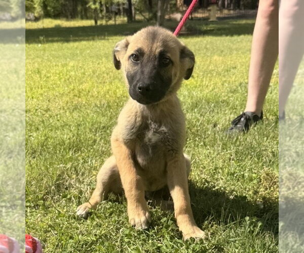 Medium Photo #4 German Shepherd Dog-Great Pyrenees Mix Puppy For Sale in Yardley, PA, USA