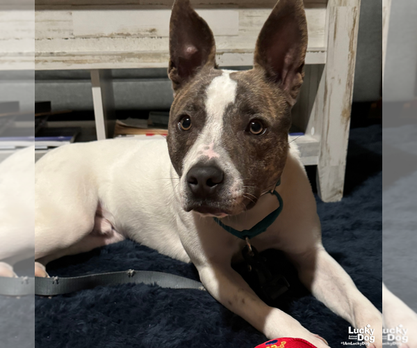 Medium Photo #5 Mutt Puppy For Sale in Washington, DC, USA