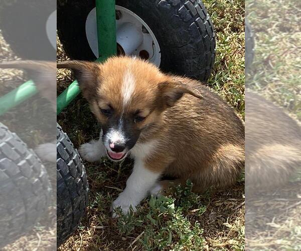 Medium Photo #2 Aussie-Corgi Puppy For Sale in BRIGGSDALE, CO, USA