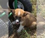 Small #1 Aussie-Corgi
