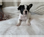 Small Photo #1 French Bulldog Puppy For Sale in JOHNS ISLAND, SC, USA