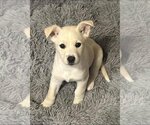 Small Photo #6 Labrador Retriever-Unknown Mix Puppy For Sale in Alexander, AR, USA
