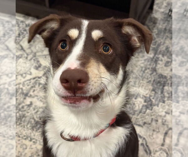 Medium Photo #3 Mutt Puppy For Sale in Woodbury, NY, USA