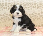 Small #3 Miniature Bernedoodle