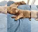 Small Photo #9 Labrador Retriever Puppy For Sale in FLAGLER, CO, USA