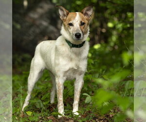 Mutt Dogs for adoption in Garden City, NY, USA