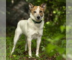 Small Mutt
