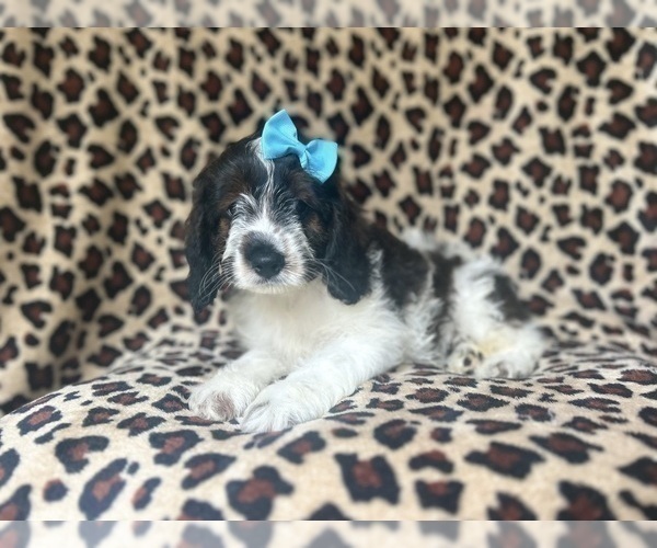 Medium Photo #9 Cock-A-Poo Puppy For Sale in LAKELAND, FL, USA