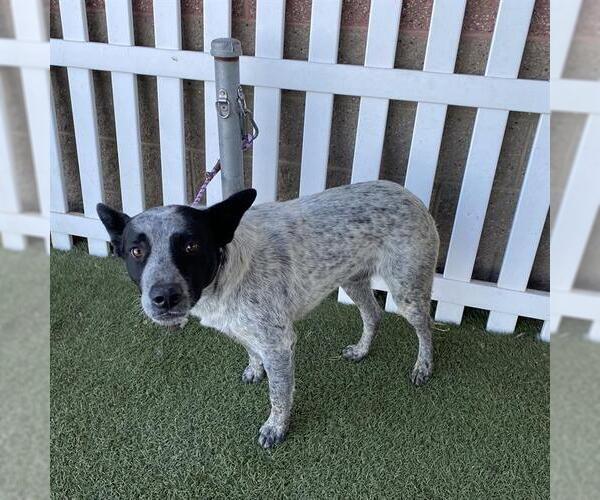 Medium Photo #1 Texas Heeler-Unknown Mix Puppy For Sale in Modesto, CA, USA