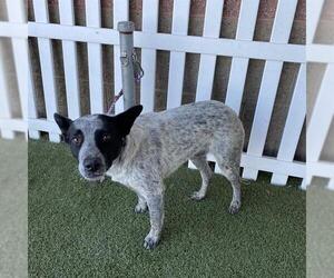 Texas Heeler-Unknown Mix Dogs for adoption in Modesto, CA, USA