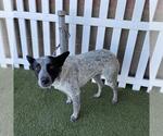*AZUL - Male Texas Heeler-Unknown Mix Dog for Adoption - Small photo