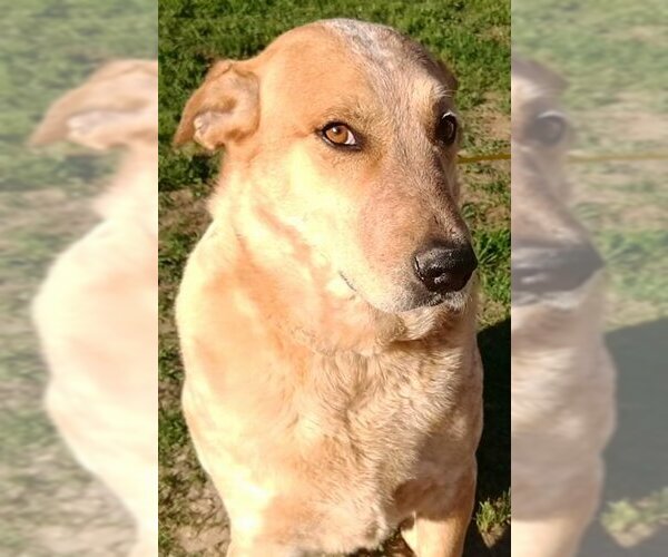 Medium Photo #2 Mutt Puppy For Sale in Frankston, TX, USA