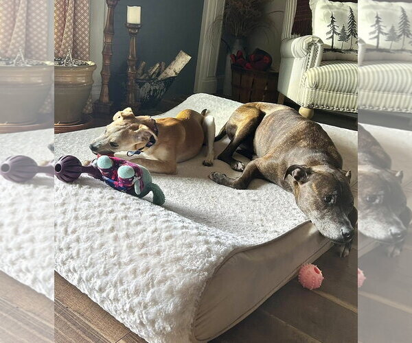 Medium Photo #7 Mutt Puppy For Sale in MECHANICSBURG, PA, USA