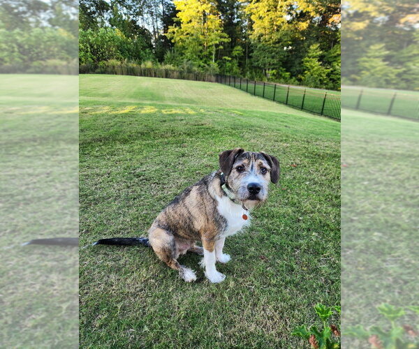 Medium Photo #4 Boxer-Unknown Mix Puppy For Sale in Mooresville, NC, USA