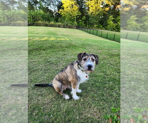 Whiskers - Male Boxer-Unknown Mix Dog for Adoption - Photo #4