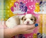 Small #2 Shorkie Tzu