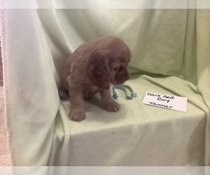Cocker Spaniel Puppy for sale in CADDO, OK, USA