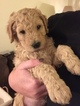 Small Photo #7 Goldendoodle Puppy For Sale in CONYERS, GA, USA