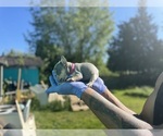Small #24 French Bulldog