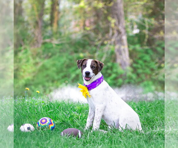 Medium Photo #4 Coonhound-Unknown Mix Puppy For Sale in Unionville, PA, USA