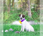 Small #3 Coonhound Mix