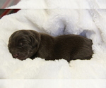 Puppy Meeko Labrador Retriever