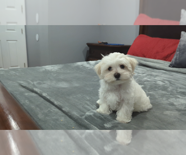 Medium Photo #1 Maltese Puppy For Sale in OCALA, FL, USA