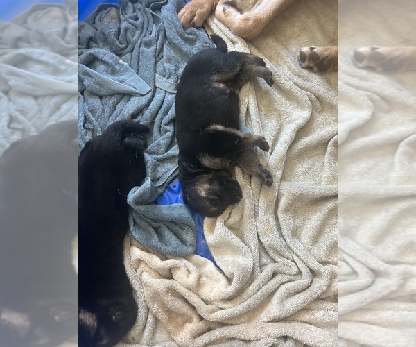 Medium Photo #10 German Shepherd Dog Puppy For Sale in EL CAJON, CA, USA