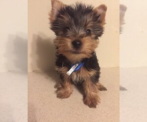 Yorkshire Terrier Puppy for Sale in CORTEZ, Colorado USA