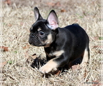 Puppy Stella French Bulldog
