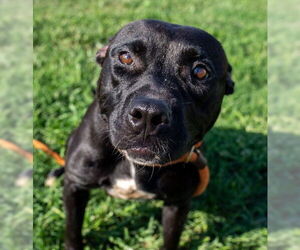 American Pit Bull Terrier Dogs for adoption in Louisville, KY, USA