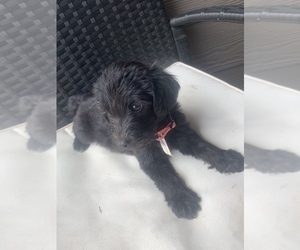 Labradoodle-Poodle (Standard) Mix Puppy for Sale in AUBREY, Texas USA