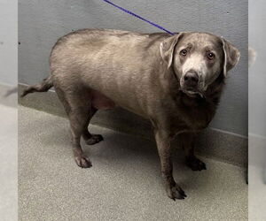 Labrador Retriever-Unknown Mix Dogs for adoption in Las Vegas, NV, USA