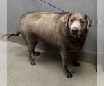 Small Labrador Retriever Mix