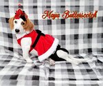 Small Photo #58 Basschshund Puppy For Sale in San Antonio, TX, USA