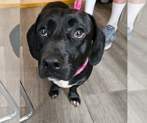 Basset Hound-Labrador Retriever Mix Dogs for adoption in oakland, FL, USA